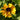 Helenium x 'Wyndley' Sonnenbraut