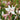 Gaura lindheimerii 'Whirling Butterflies' Prachtkerze