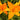 Hemerocallis x hybr.'Burning Daylight' Garten-Taglilie