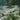 Orlaya grandiflora Strahlendolde
