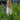 Eremurus robustus 'White Beauty' Riesen-Steppenkerze