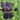 Iris Barb.-Elat.'Old Black Magic' Hohe Bartschwertlilie