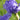 Iris barb.-elat.'Violet Music' Hohe Bartschwertlilie