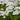 Iberis sempervirens 'Schneeflocke' Immergrüne Schleifenblume 'Schneeflocke'