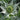 Eryngium giganteum 'Silver Ghost' Elfenbein-Distel