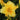 Hemerocallis Hybr.'African Timber' Garten-Taglilie