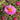 Aster novae-angliae 'Andenken an P.Gerber' Rauhblatt-Aster