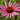 Echinacea purpurea 'Rubinstern' veg. Roter Sonnenhut