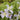 Clematis x heracleifolia 'Mrs R.Brydon' Krautige Waldrebe 'Mrs.R.Brydon'