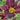 Hemerocallis x hybr.'Ed Murray' Garten-Taglilie