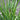 Panicum virgatum 'Squaw Select' Rotbraune Rutenhirse
