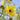 Helianthus salicif. var orgyalis Weidenblättrige Sonnenblume