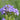 Campanula lactiflora 'Superba' Riesen-Dolden-Glockenblume