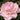 Paeonia lactiflora 'Angel Cheeks' Chinesische Edel-Pfingstrose