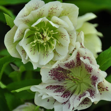 Helleborus x orientale 'Double White' Frühlings-Nieswurz