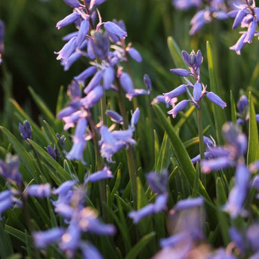 Hyacinthoides non scripta Hasenglöckchen