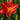 Hemerocallis Hybr.'Red Rum' Garten-Taglilie