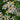 Aster schreberi = Aster macr. Albus Schrebers-Aster