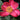 Paeonia lactiflora 'Flame' Chinesische Edel-Pfingstrose