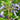 Clematis x heracleifolia 'Cote d'Azur' Krautige Waldrebe 'Cote d'Azur'