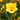 Hemerocallis Hybr.'Pizza' Garten-Taglilie