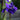 Iris sibirica 'Niklas Sea' Siebirische Garten-Schwertlilie