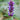 Agastache  'Blue Boa' -R- Blaunessel