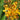 Bulbine frutescens - orange Katzenschwanz