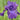 Iris barb.-elat.'Titans Glory' Hohe Bartschwertlilie
