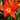 Hemerocallis x hybr.'School Scandal' Garten-Taglilie
