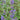 Nepeta racemosa 'Little Titch' Katzenminze
