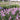 Hyacinthoides hispanica 'Pink' Spanisches Hasenglöckchen