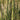 Panicum virgatum 'Northwind' Riesen-Rutenrirse