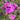 Phlox amp. 'Shemeneto' Großblatt Phlox
