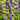 Liriope muscari Lilientraube
