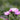 Aster novae-angliae 'Rosa Sieger' Rauhblatt-Aster