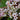 Bergenia Hybr. 'Bach' Bergenie