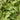 Mentha spec. 'Nemorosa' Mojito-Minze, Hemingway-Minze