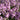 Phlox maculata 'Natascha' Wiesen-Phlox