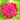 Knautia macedonica 'Red Knight' Mazedonische Witwenblume