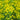 Euphorbia cyp. x waldsteinii 'Betten' Esels-Wolfmilch