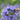 Caryopteris clandonensis 'Dark Knight' Bartblume 'Dark Knight'