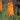 Kniphofia x 'Mango Popsicle' Garten-Fackellilie