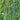 Panicum virgatum 'Dallas Blues' Blaue Rutenhirse