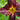 Hemerocallis x hybr.'Helen-von-Stein' Garten-Taglilie