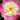 Paeonia lactiflora 'Bowl of Beauty' Chinesische Edel-Pfingstrose
