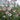 Diascia barberae 'Appleblossom' Doppelsporn, Elfenspiegel