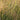 Panicum virgatum 'Squaw' Rotbraune Rutenhirse