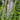 Veronica longifolia 'Zoé' Garten-Ehrenpreis