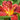 Hemerocallis Hybr.'Hey There' Garten-Taglilie